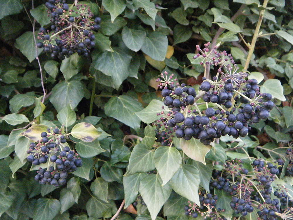 Hedera elix (hiedra)